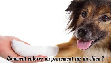 Comment enlever un pansement sur un chien