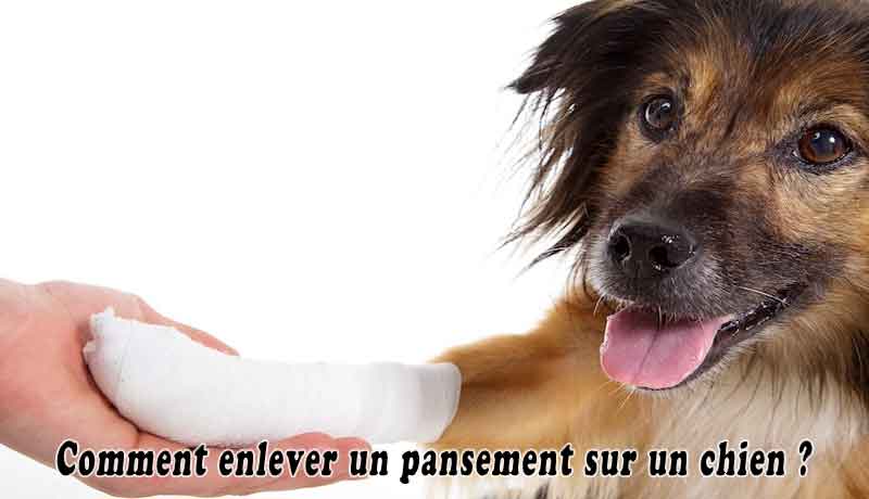 Comment enlever un pansement sur un chien