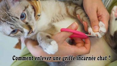 enlever une griffe incarnée chat