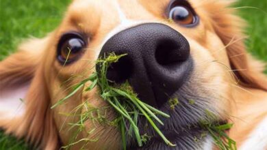 Comment enlever une herbe dans le nez de mon chien?