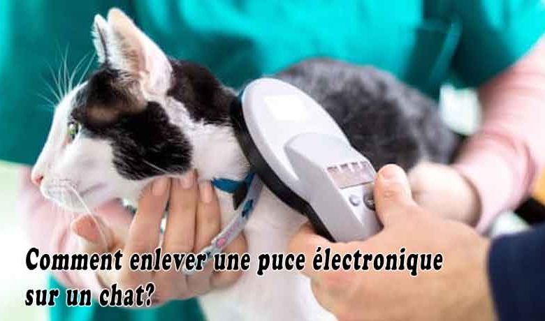 Comment enlever une puce électronique sur un chat