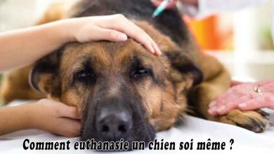 Comment euthanasie un chien soi même