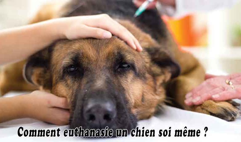 Comment euthanasie un chien soi même
