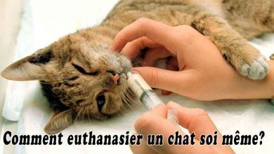 Comment euthanasier un chat soi même