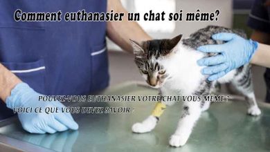 Comment euthanasier un chat soi même? - Pouvez-vous euthanasier votre chat vous-même ? Voici ce que vous devez savoir !