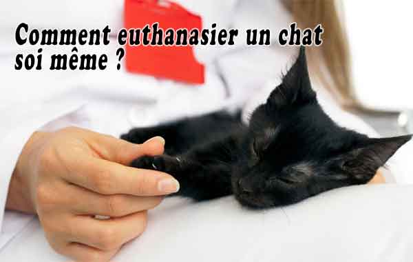 Comment euthanasier un chat soi même