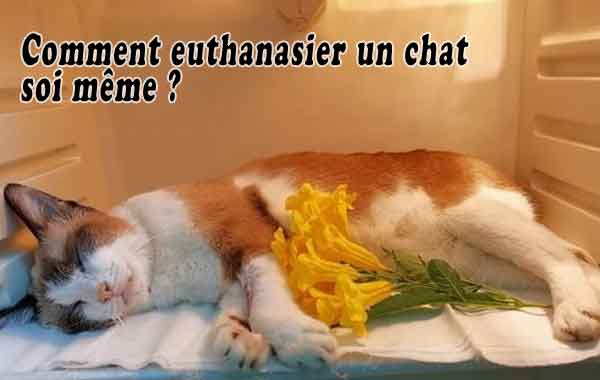 Comment euthanasier un chat soi même