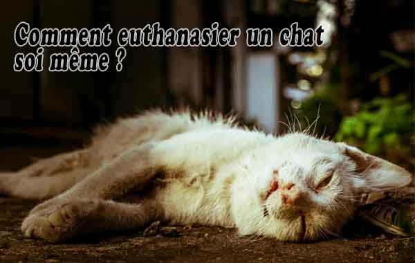 Comment euthanasier un chat soi même