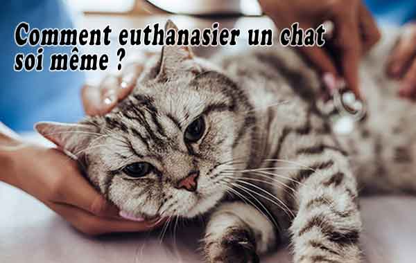 Comment euthanasier un chat soi même