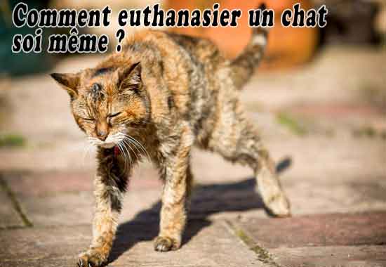 Comment euthanasier un chat soi même