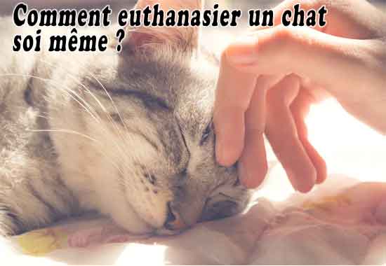 Comment euthanasier un chat soi même