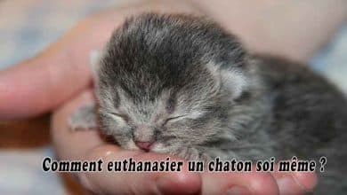 Comment euthanasier un chaton soi même