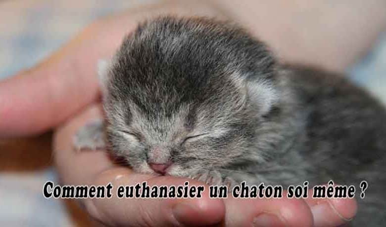 Comment euthanasier un chaton soi même