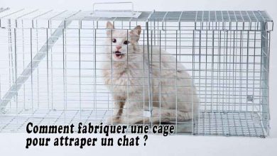 Comment fabriquer une cage pour attraper un chat