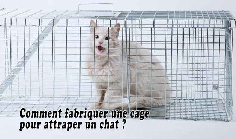 Comment fabriquer une cage pour attraper un chat