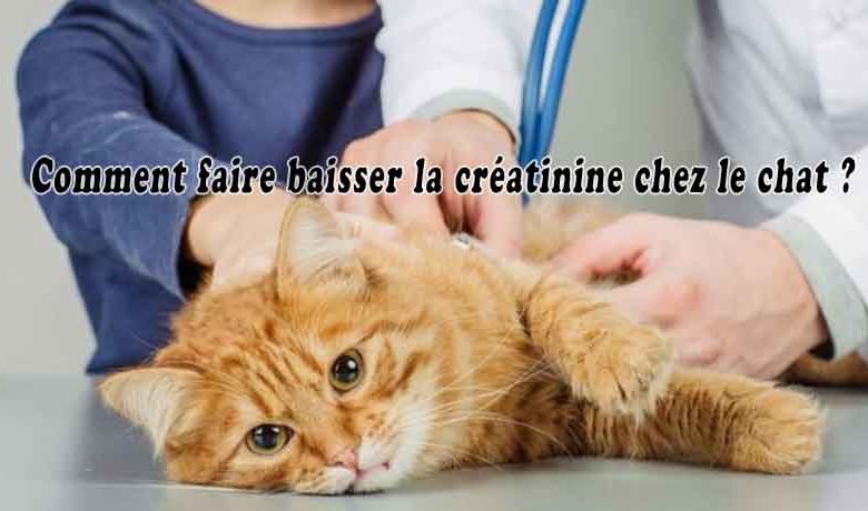 Comment faire baisser la créatinine chez le chat