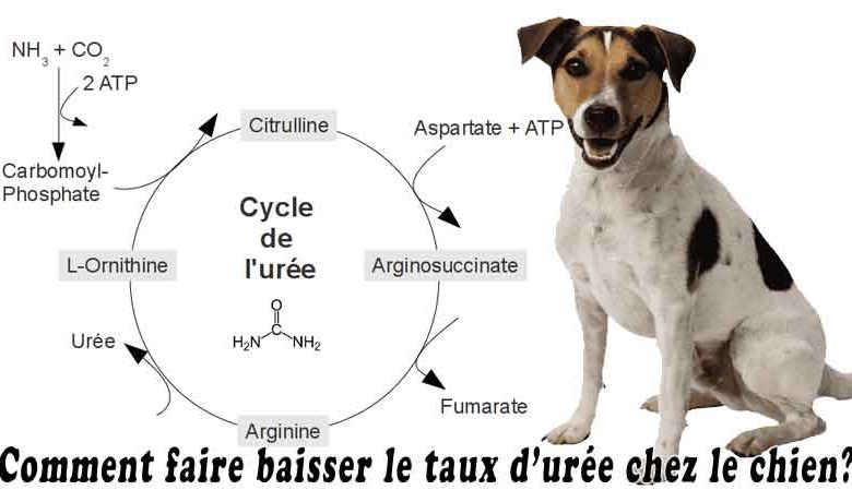 Comment faire baisser le taux d’urée chez le chien