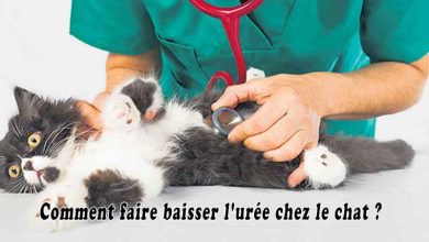 Comment faire baisser l'urée chez le chat