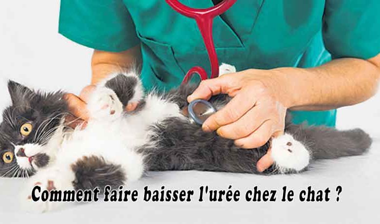 Comment faire baisser l'urée chez le chat