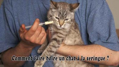 Comment faire boire un chat à la seringue