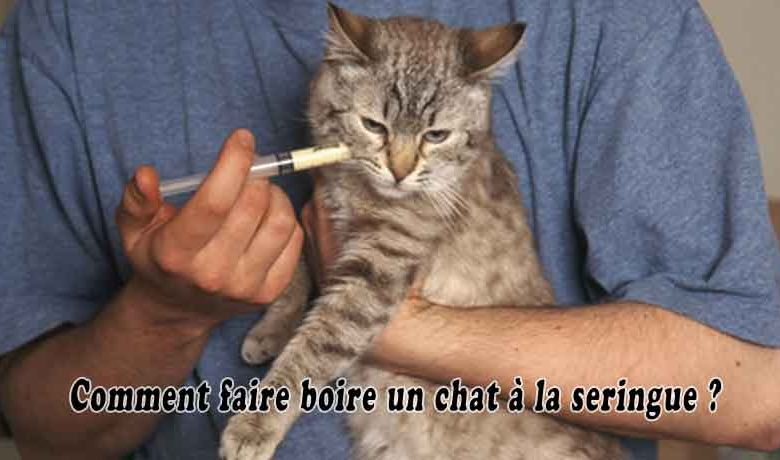 Comment faire boire un chat à la seringue