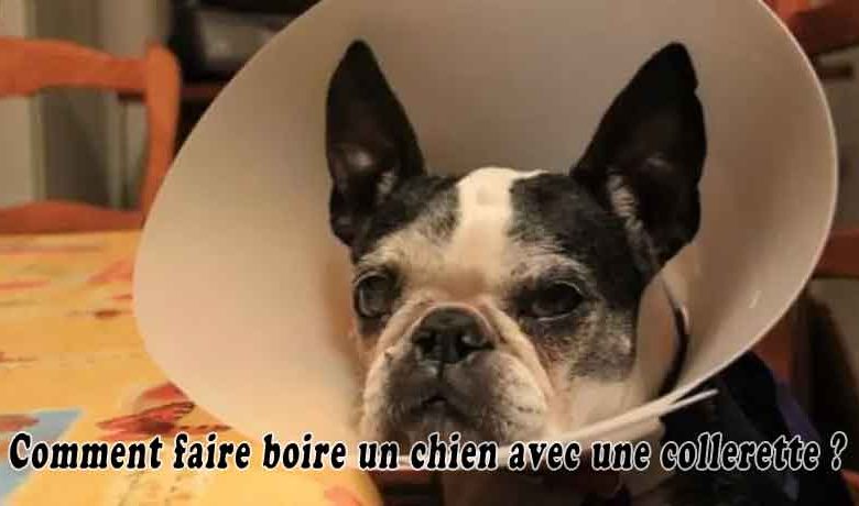 Comment faire boire un chien avec une collerette