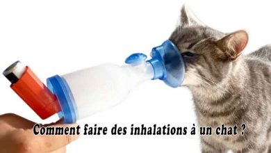 Comment faire des inhalations à un chat