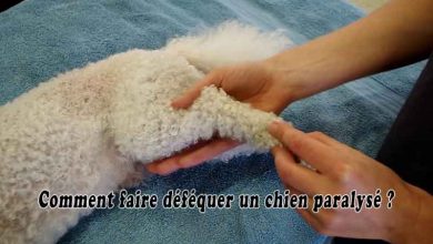 Comment faire déféquer un chien paralysé