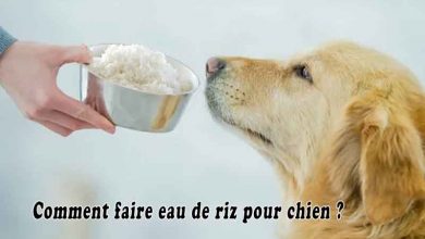 Comment faire eau de riz pour chien