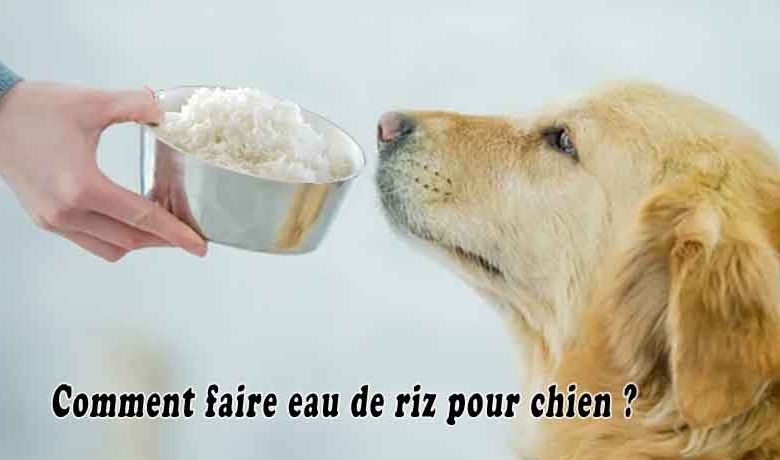 Comment faire eau de riz pour chien