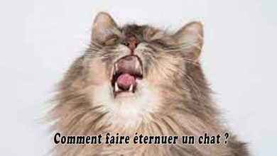 Comment faire éternuer un chat