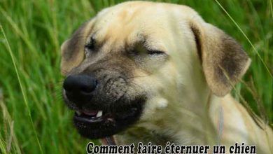 Comment faire éternuer un chien