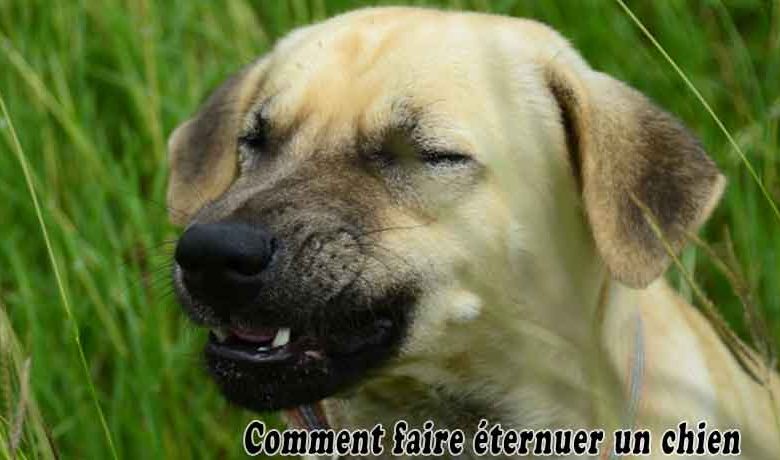Comment faire éternuer un chien