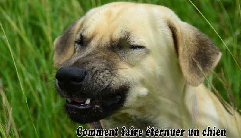 Comment faire éternuer un chien