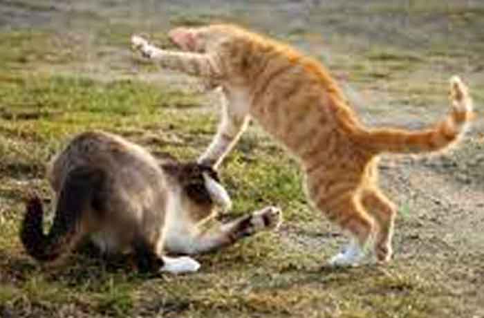 Comment faire fuir un chat qui attaque le mien
