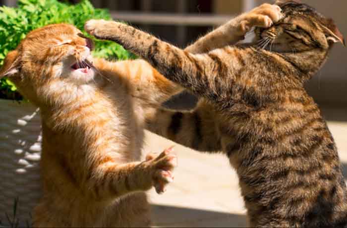 Comment Faire Fuir Un Chat Qui Attaque Le Mien