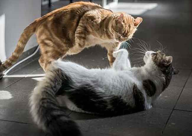 Comment faire fuir un chat qui attaque le mien