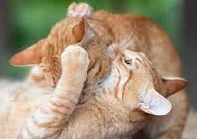 Comment faire fuir un chat qui attaque le mien