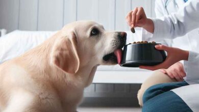 Comment faire manger un chien qui ne veut pas