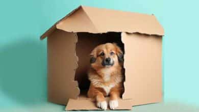 Comment faire niche pour chien en carton?