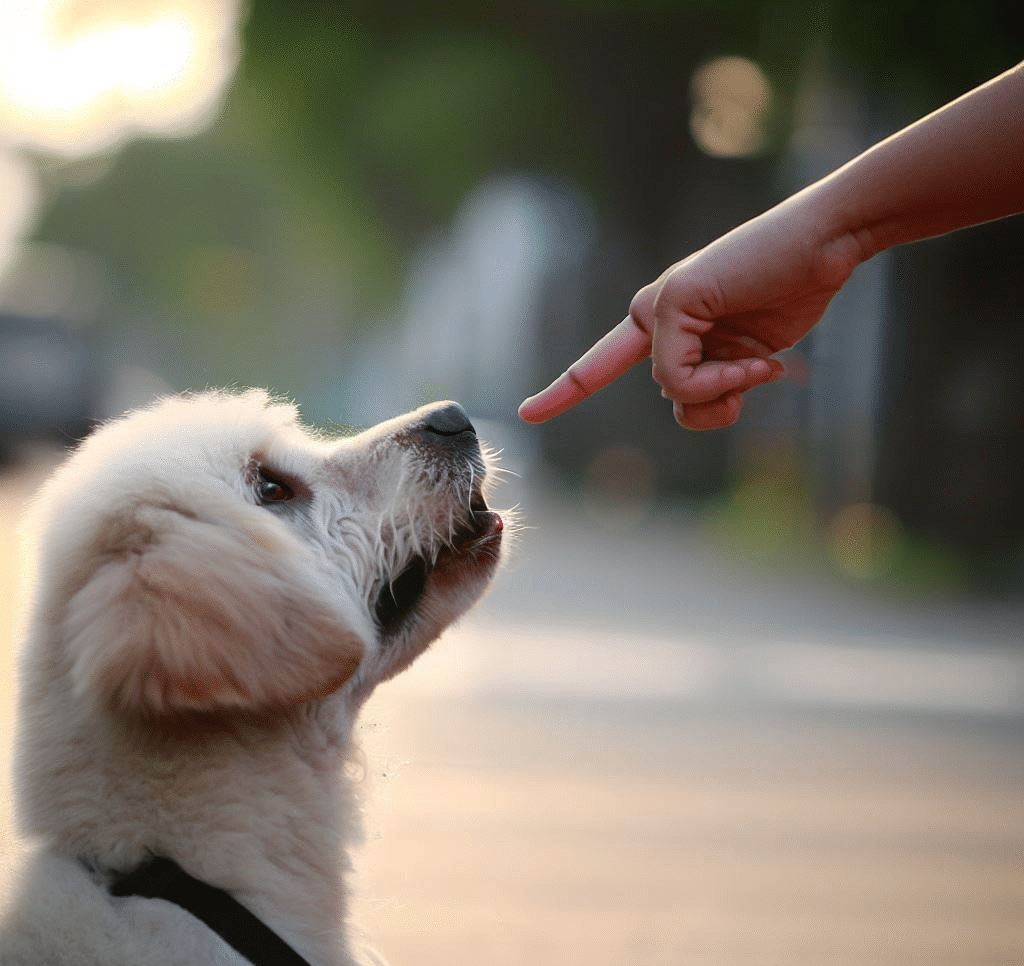 Comment faire obéir son chien?