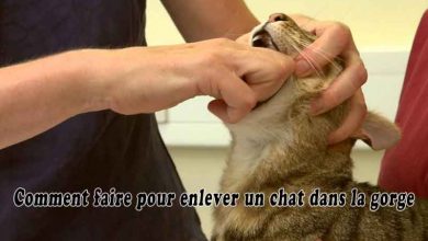 Comment faire pour enlever un chat dans la gorge