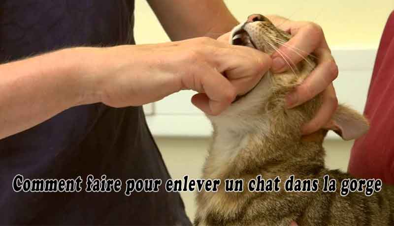 Comment faire pour enlever un chat dans la gorge