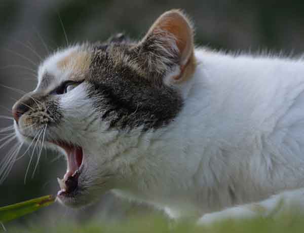 Comment faire pour enlever un chat dans la gorge?