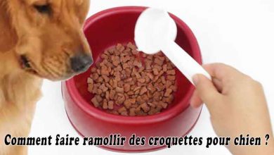 Comment faire ramollir des croquettes pour chien