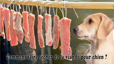 Comment faire sécher de la viande pour chien