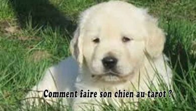 Comment faire son chien au tarot