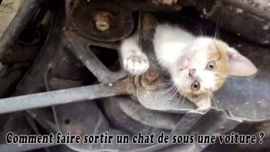 Comment faire sortir un chat de sous une voiture