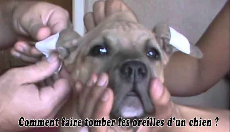 Comment faire tomber les oreilles d’un chien