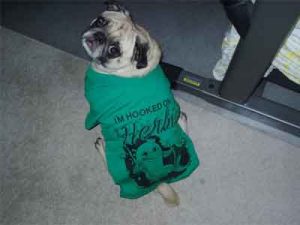 Comment faire un body pour chien avec un tee shirt